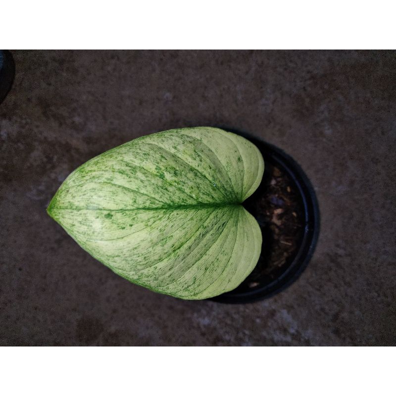 Homalomena mint variegated