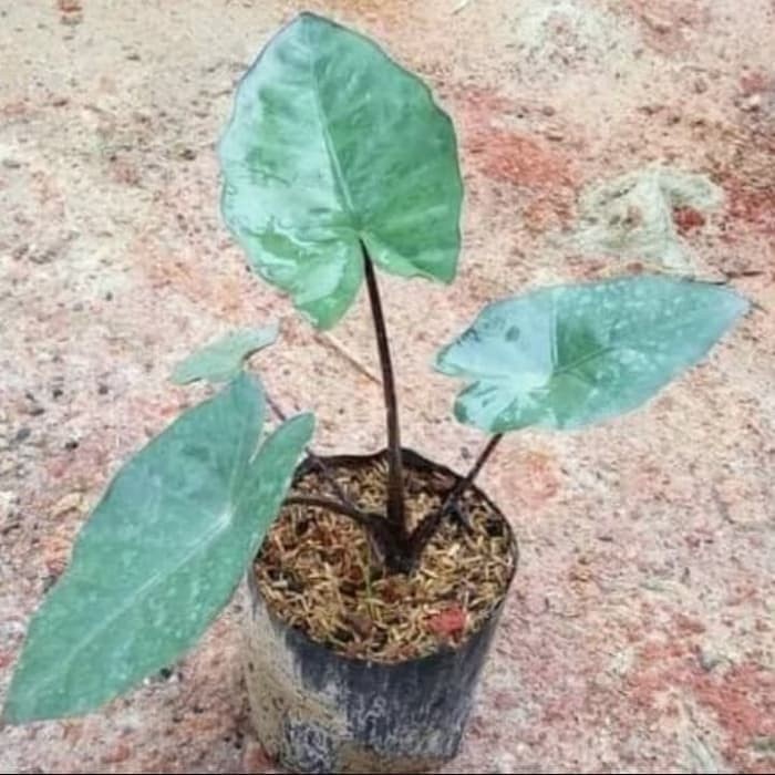 Lompong Hitam, Bibit Alokasia, Sente Hitam, Keladi Hitam, Talas Hitam, Alocasia plumbea nigra