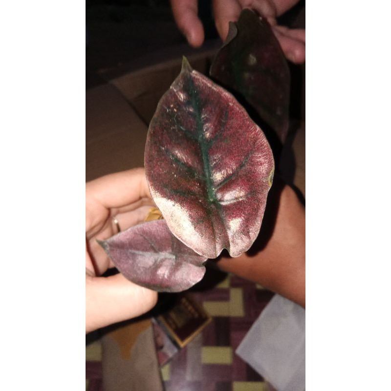 all(puncak Borneo, watsonia,Bisma,zebrina,Antoro, infernalis, Blackindo,regina,nebula)