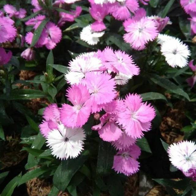 Bunga Hidup Tanaman Hias Murah Asli Dianthus bicolor Bergaransi - Bibit bunga anyelir pink putih BAKUL KEMBANG