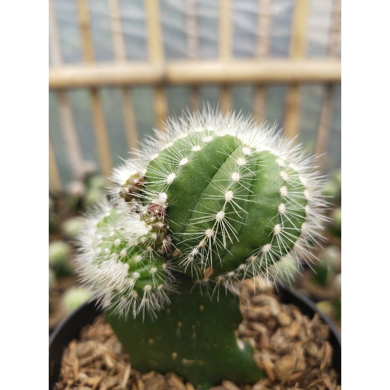 Tanaman hias notocactusbig kaktus hiasan meja indoor outdoor