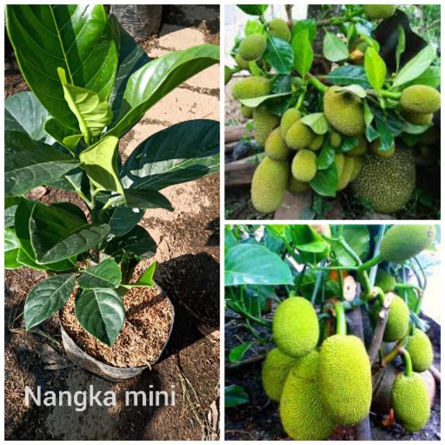 Bibit Tanaman Buah Nangka Mini Sudah Okulasi