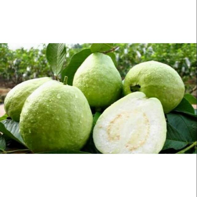 

Jambu kristal non biji ready banyak baru petik dan langsung kirim