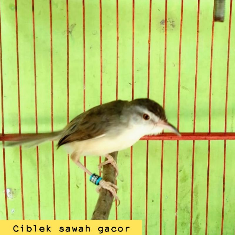 Jual ciblek Harga Terbaik & Termurah Januari 2023 | Shopee Indonesia
