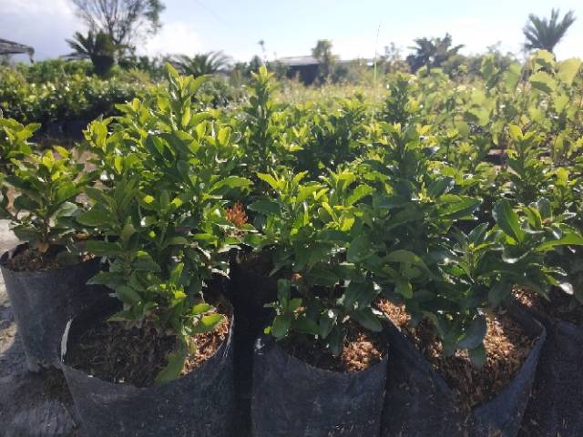 Bahan Bonsai Bunga Asoka