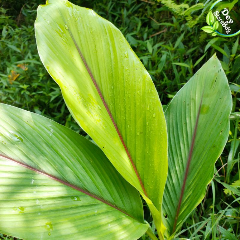 

jual daun kunyit per lembar