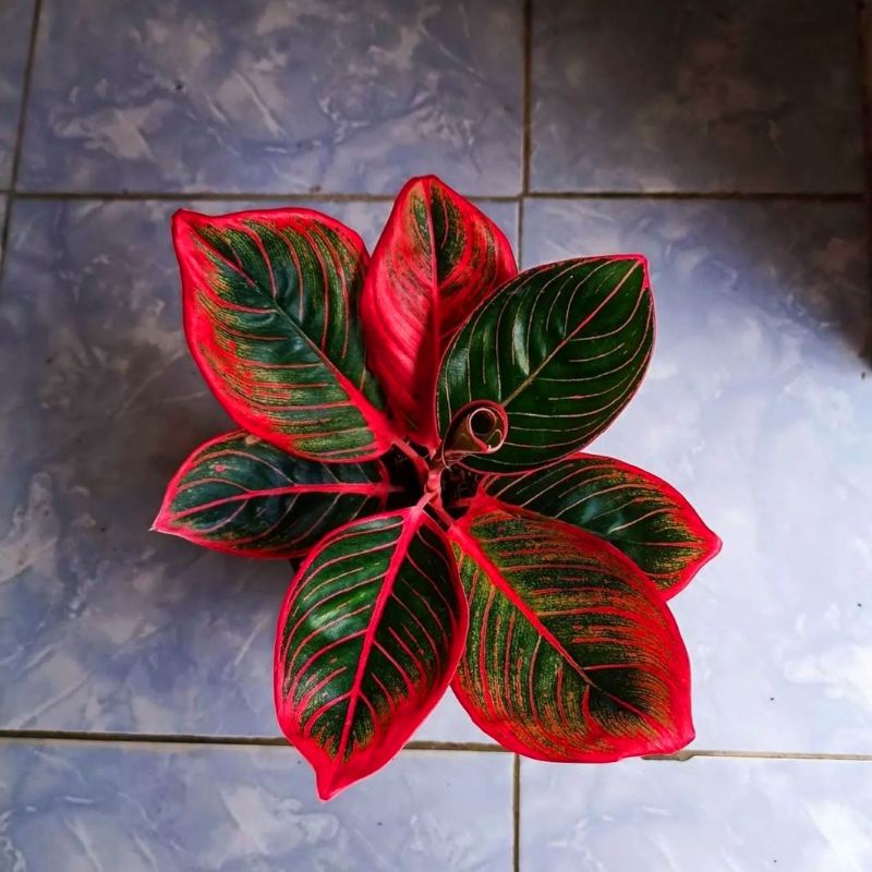 Aglonema Red Lipstik Siam Aurora | Tanaman Hias Aglonema Red Lipstik Siam Aurora / Bunga Aglonema Re