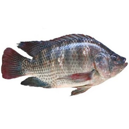 

Fresh Ikan Mujair 1Kg