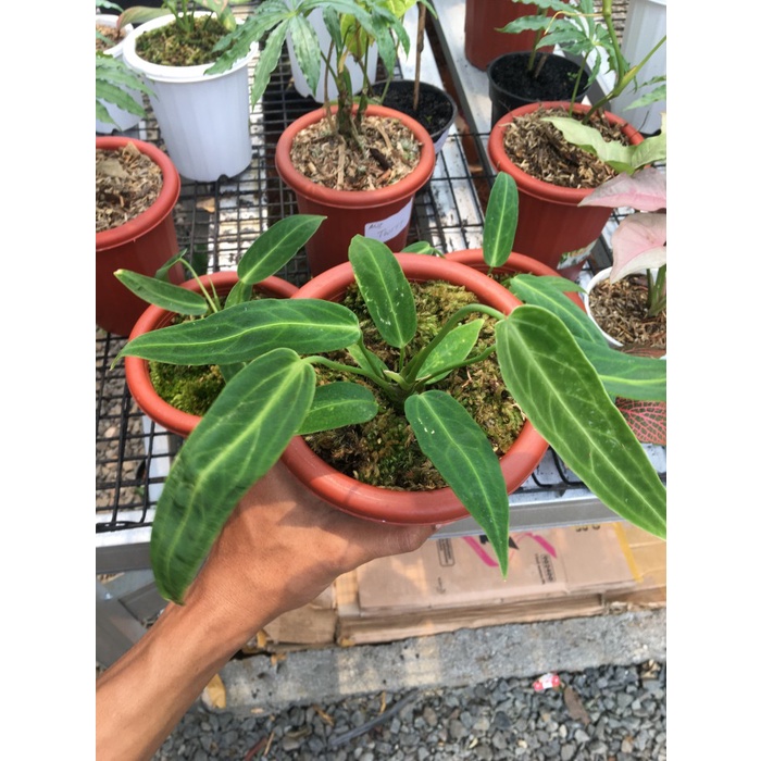 Antarium Lidah Gajah - Anakan Lidah Gajah