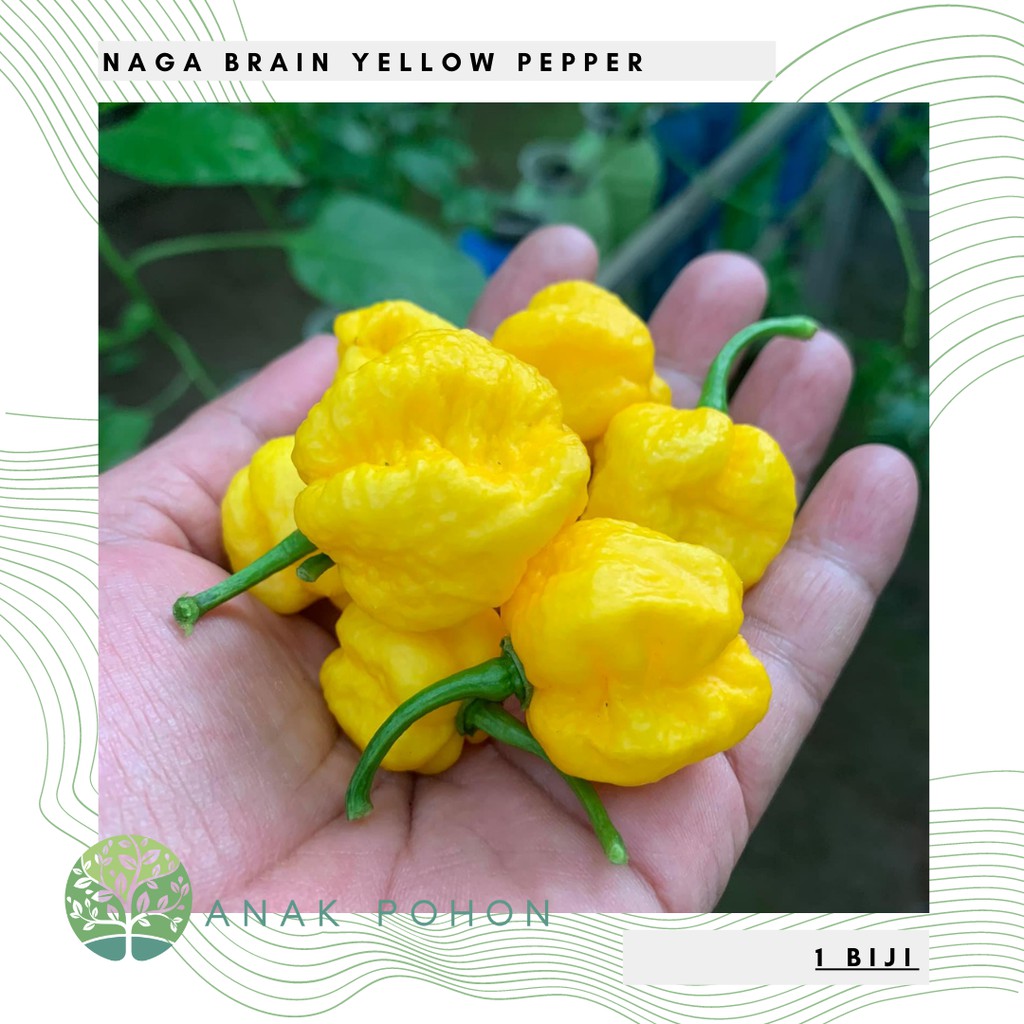 Benih Bibit Biji - Cabai Naga Brain Yellow Super Pedas Pepper Seeds