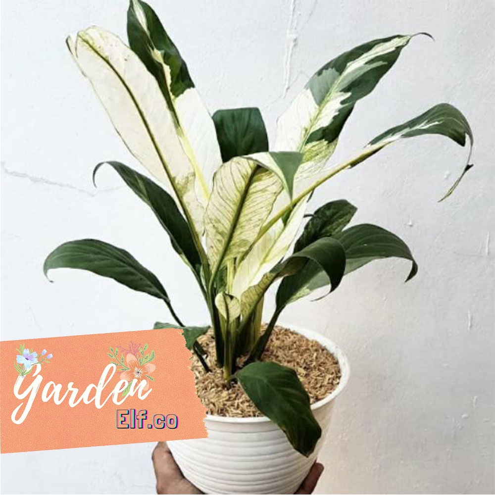 Bunga Peace Lily Tanaman Hias Bunga Peace Lily Variegata Sepatu Filum Tanaman Hias Lily Varigata