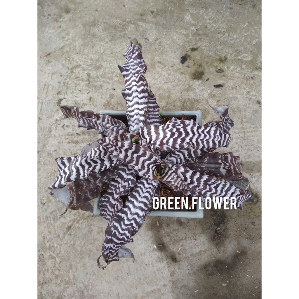Tanaman Hias Bromelia Belang Tokek