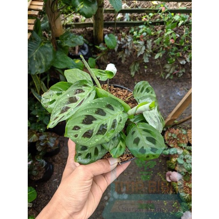 Tanaman Daun Calathea Maranta Katak bergaransi