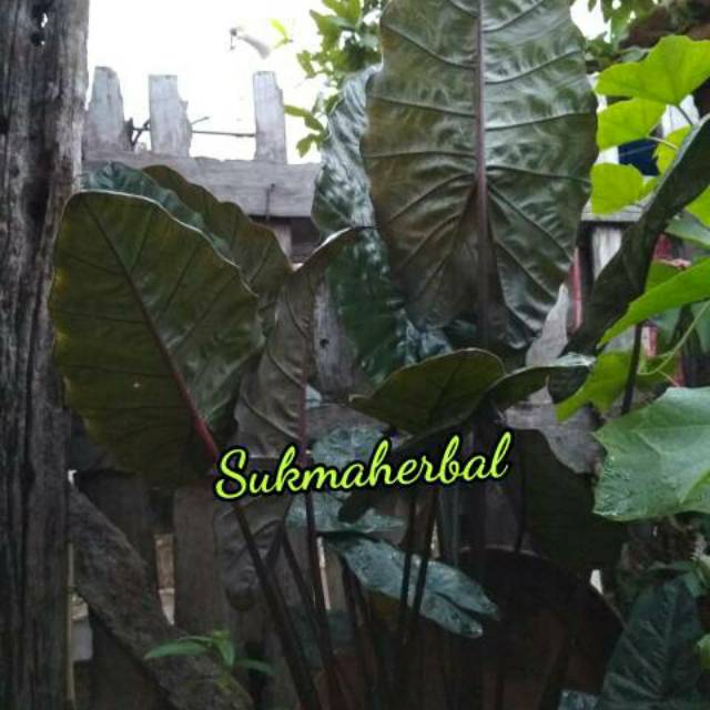 Bibit Tanaman Senthe Wulung Senthe Hitam Alocasia Plumbea Shopee Indonesia