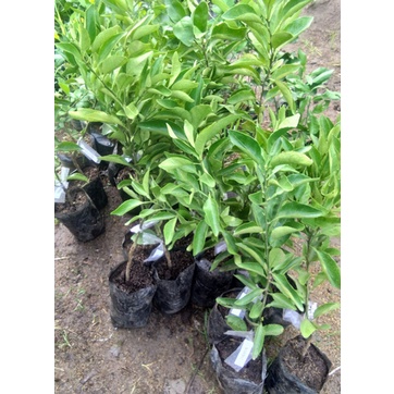 Bibit Jeruk Santang Madu Super