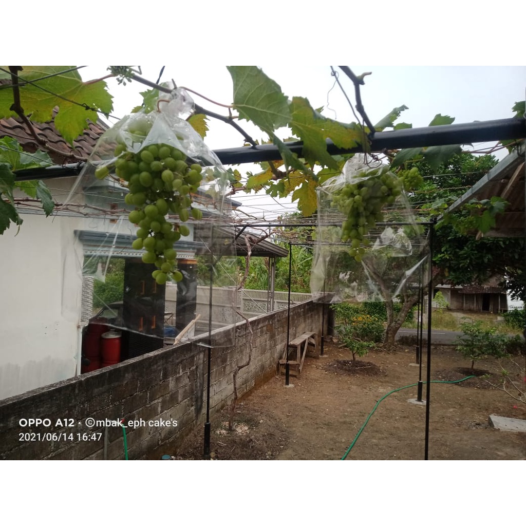 ENTRES NINEL / ENTRES ANGGUR IMPORT JENIS NINEL