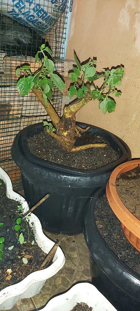 Bunga Lantana Bunga Oren