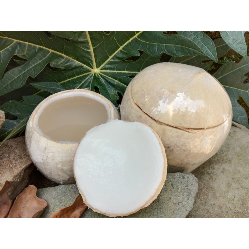 

PEMUTIH SABUT KELAPA ORIGINAL- IMPORT THAILAND