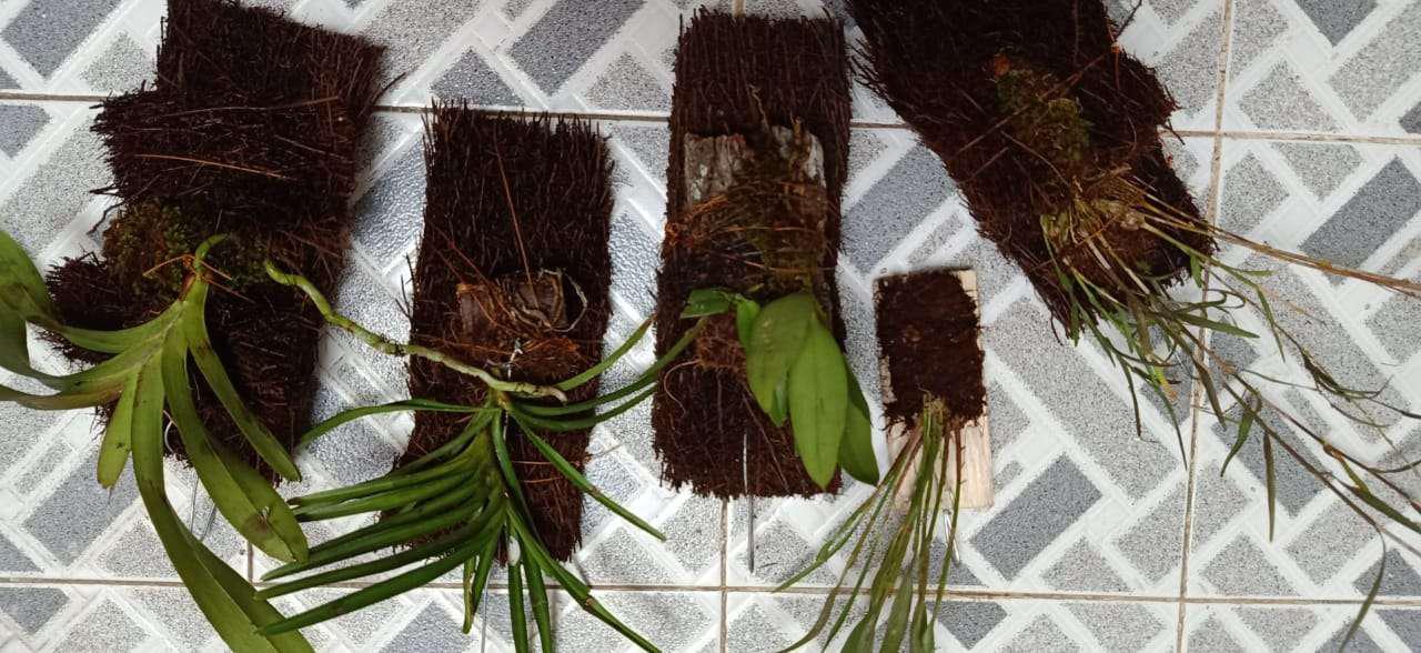 Anggrek Dendro Linearifolium