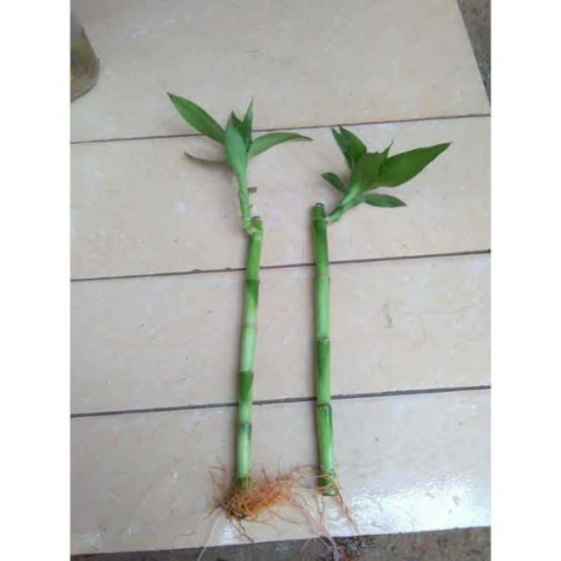 bambu hoky Shopee Indonesia bambu hoky Shopee Indonesia