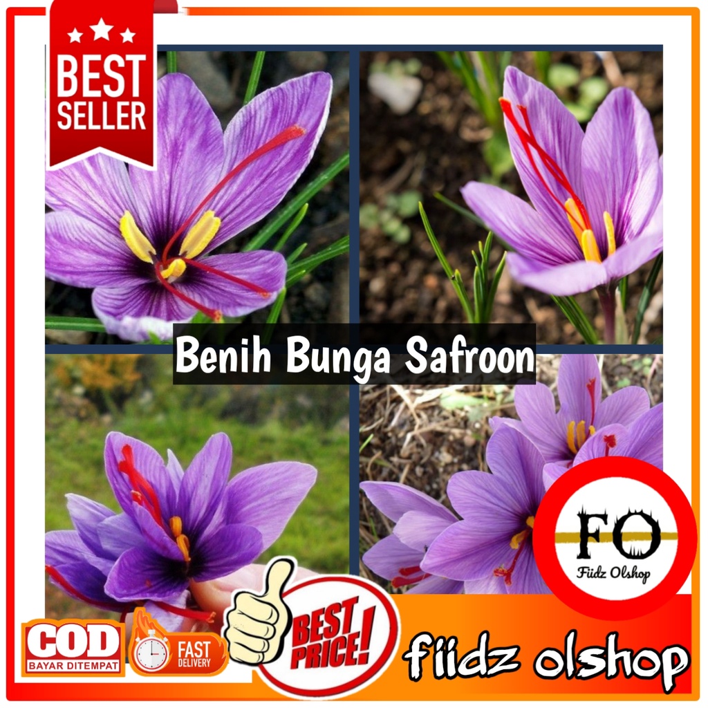 Biji bunga saffron crocus purple import