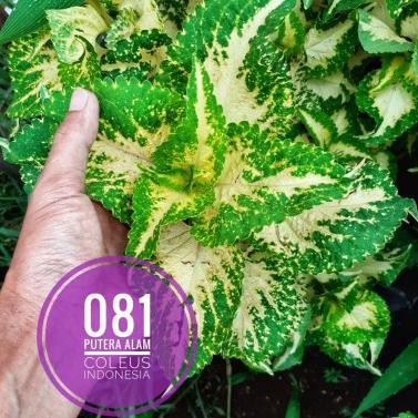 Import Terlaris No 81 Tanaman hias Miana/coleus/iler/jawe kotok