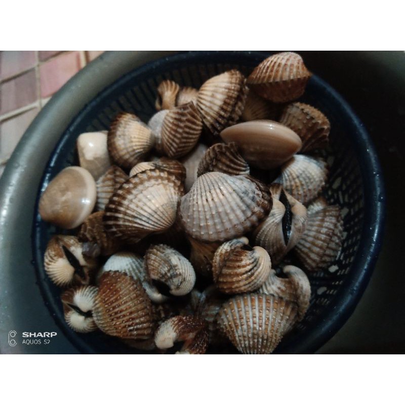 

kerang dara