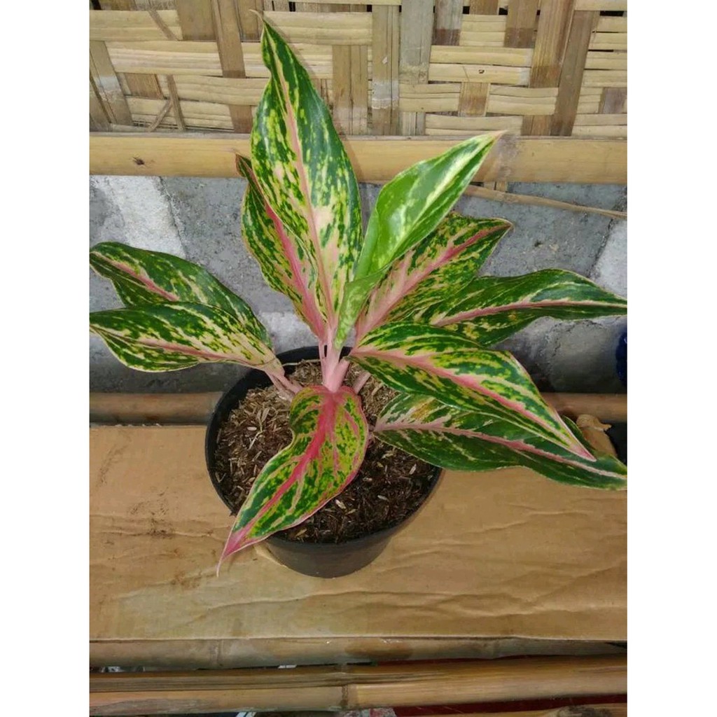 Tanaman Hias Aglaonema Butterfly