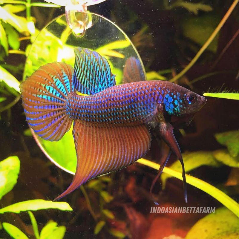 wild betta smaragdina guitar - ikan cupang alam