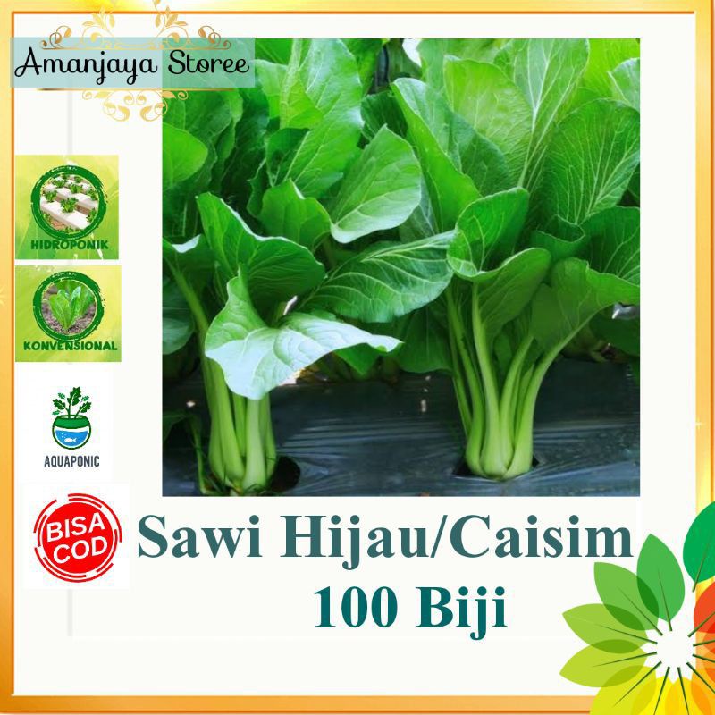 bibit benih sayuran sawi hijau caisim