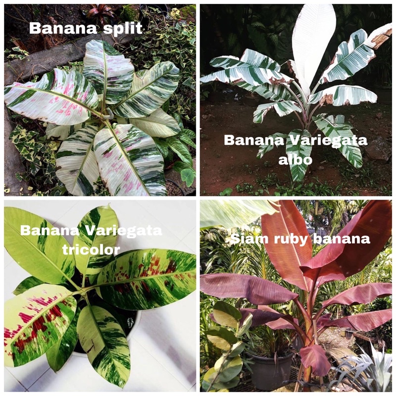 PROMO BISA COD Promo paket hemat ekonomis 4 bibit bonggol pisang varigata, varigata split, varigata 