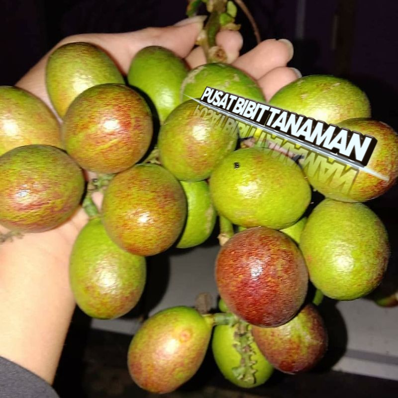 

BIBIT MOTOA SUPER UNGGUL BERBUAH MANIS DAN SEGAR