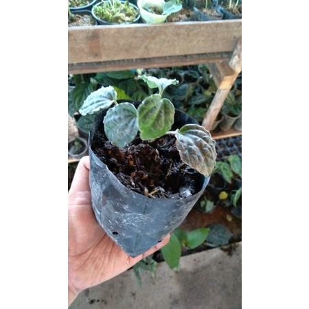 piper silver sp entikong