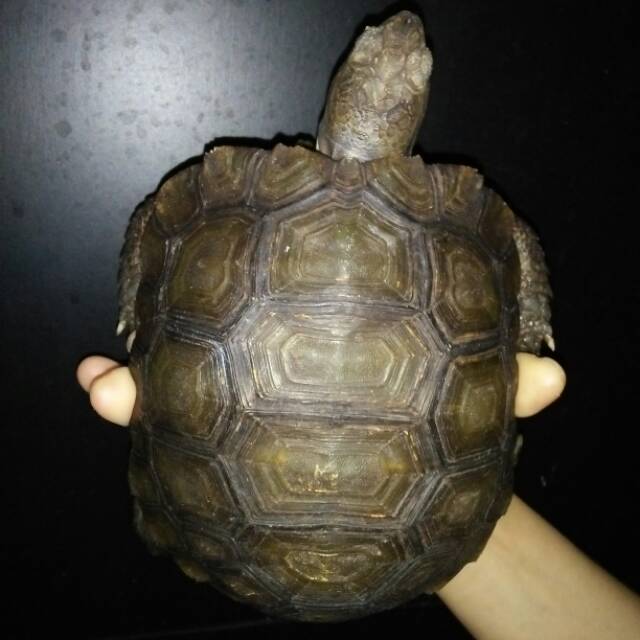 Kurakura darat manouria emys baby