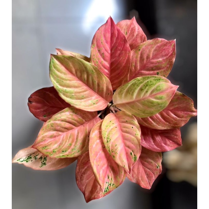 Aglonema Bidadari Mutasi / Tanaman hias bunga aglonema aglaonema Bidadari Mutasi murah kualitas Loka