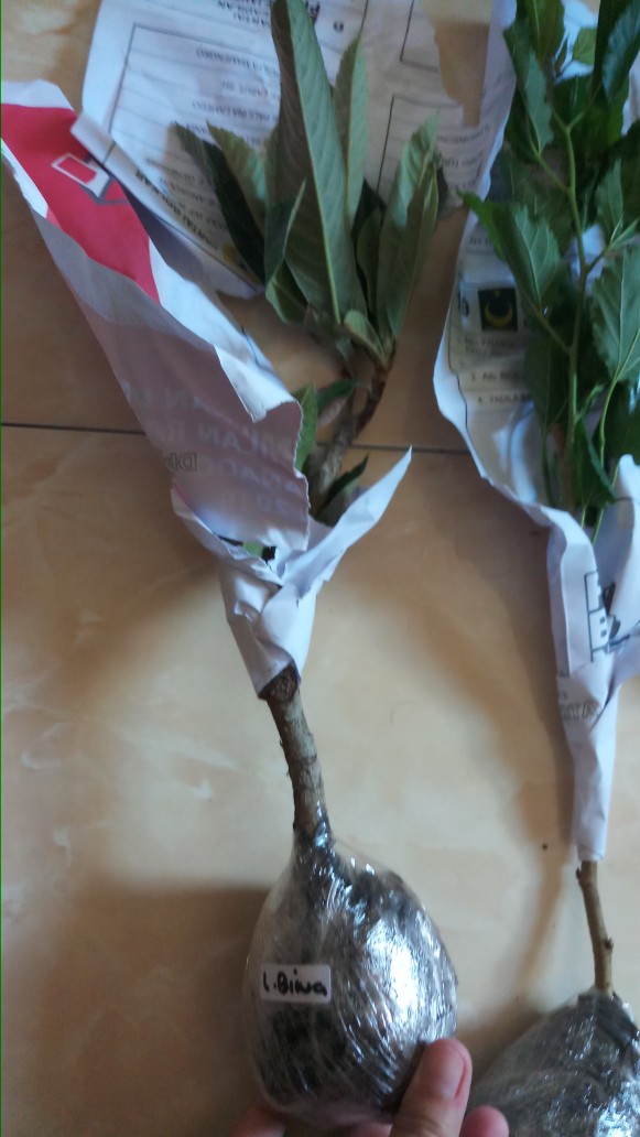 Tanaman Buah Loquat / Leci Biwa (tinggi 40-60 Cm)