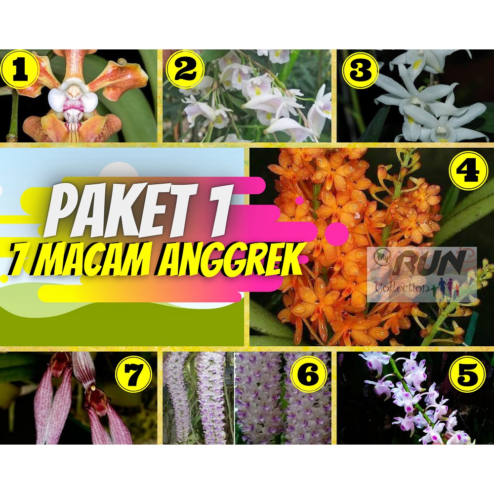 PAKET ANGGREK 1 (liniarifolium,kuku macan,biflorum,retusa/ekor tupai,vanda mini,merpati,helvola)