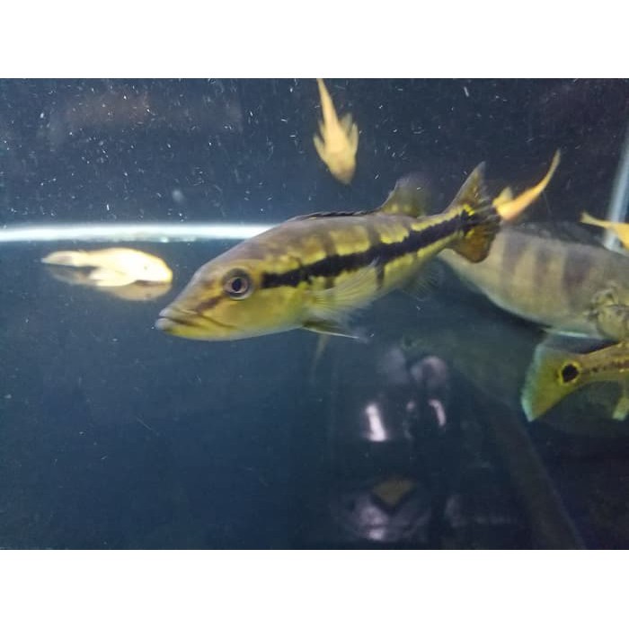 Unik Ikan Predator Pbass Temensis Peacock Bass Temensis Murah