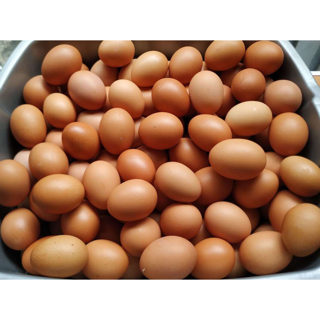 

Telur Ayam Negeri 1kg