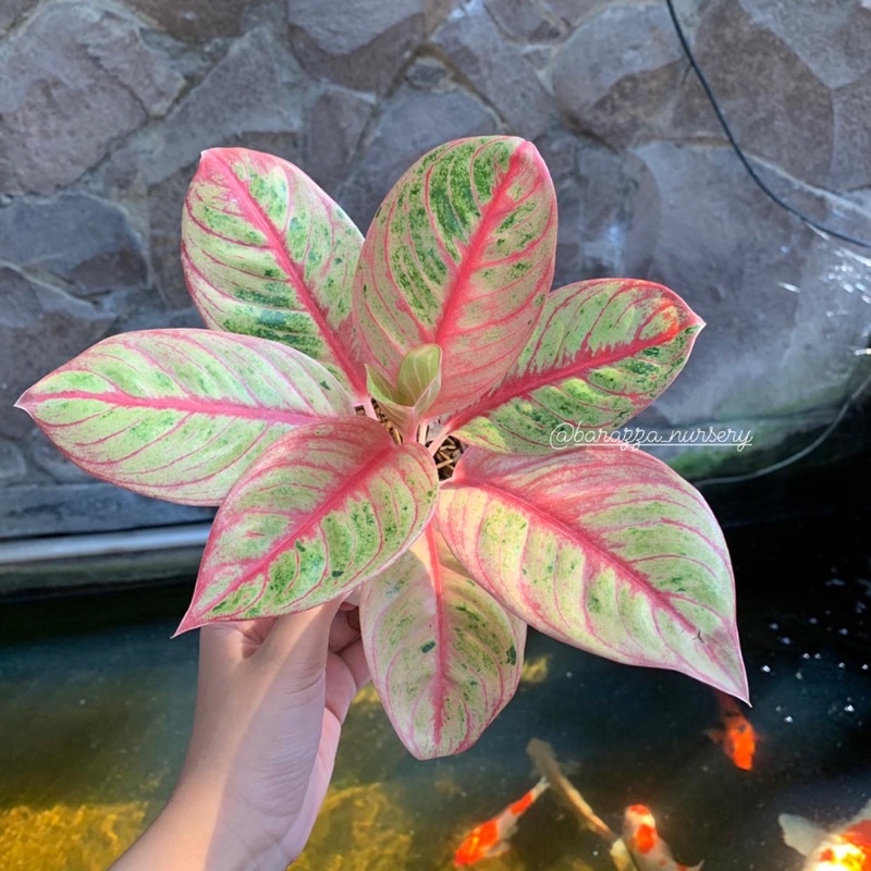 Aglonema Veronica golden