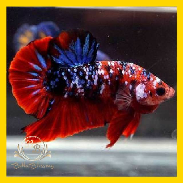  IKAN  CUPANG  HIAS KOI  GALAXY MULTI  COLOUR FULL BLOCK 