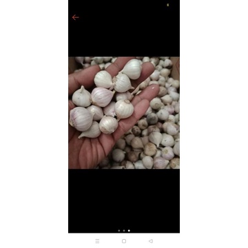 bawang lanang / bawang tunggal