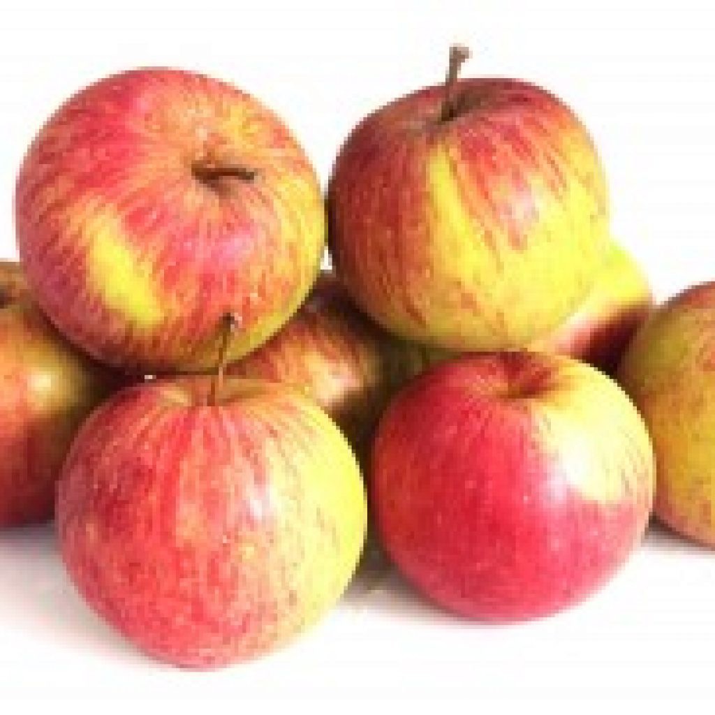 Apel Malang Rome Beauty Super