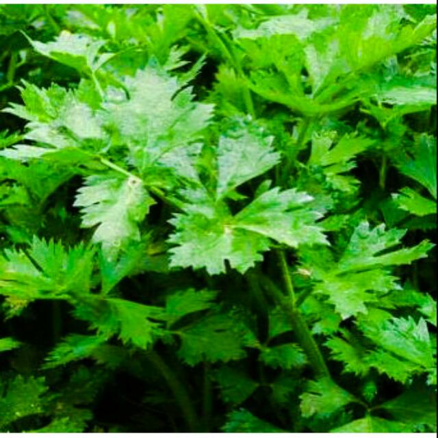 

Bubuk seledri kemasan 100gram