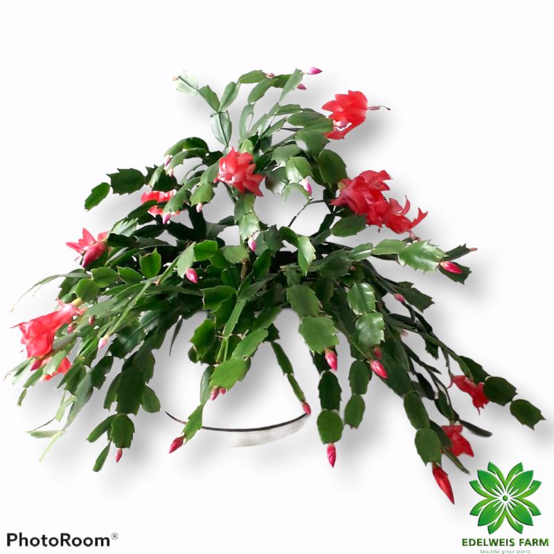 TANAMAN HIAS RED CHRISTMAS CACTUS | wijaya kusuma kepiting (merah)