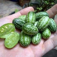 Benih Bibit Biji - Buah Cucamelon (Semangka Anggur) Melothria scabra Seeds - IMPORT