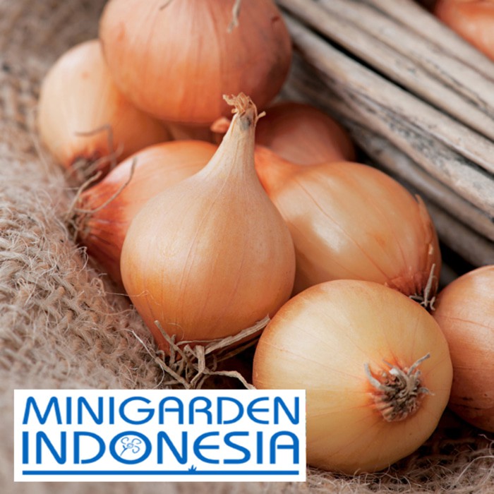 benih BAWANG ONION VENTO 6 BIJI F1 FOTHERGILLS bibit tanaman sayuran bawang bombay bawang timur