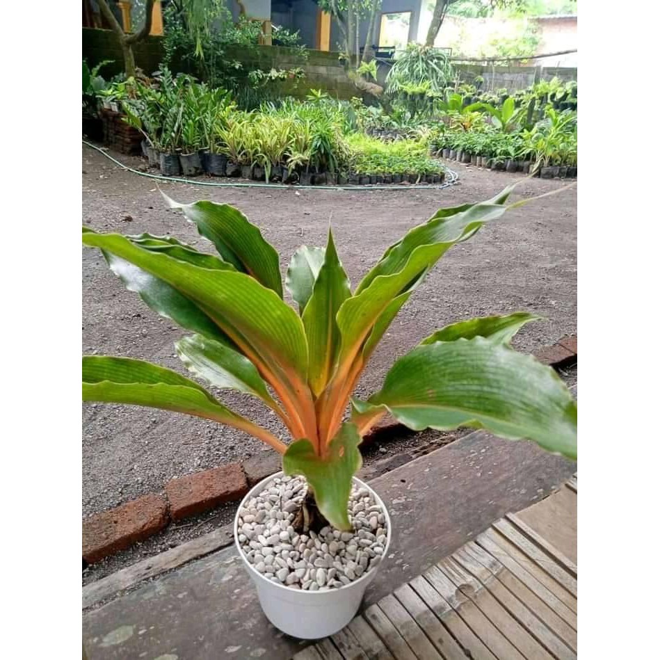 Tanaman Hias Orange Walisota Tanaman Walisota Warna Orange Murah