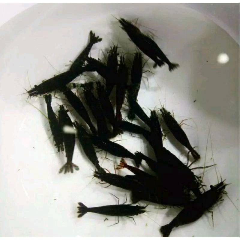 udang hias black coco aquascape