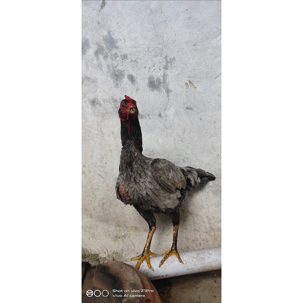 Telur ayam bangkok pakoy full brakot